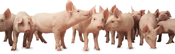 АО Племзавод "Заволжское" - 1